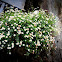 Mexican Daisy, Santa Barbara Daisy, Daisy Fleabane, Latin American Fleabane