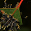 Sawffly larvae