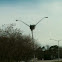 Osprey nest