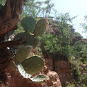 Prickly Pear Cactus