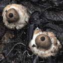 Rounded earthstar