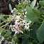 Cynanchum acutum (Matacán)