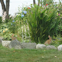 Wascally Wabbits