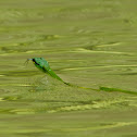 Parrot Snake