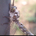 Owlfly