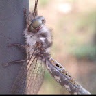 Owlfly