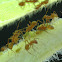 Ants caring for Aphids.