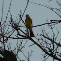 Great Crested Flycatcher