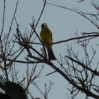 Great Crested Flycatcher