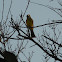 Great Crested Flycatcher
