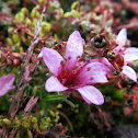Purple Saxifrage