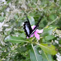 orchard swallowtail butterfly (male)