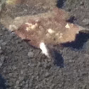Sailor water beetle