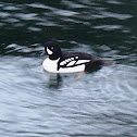 Barrow's Goldeneye Duck