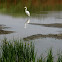 Egret