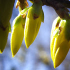 Forsythia, buds