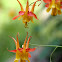 Columbine