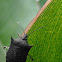 Pentatomidae