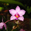 Orquídea Spathoglottis plicata