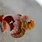 Cecropia Moth