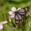 Police Car Moth