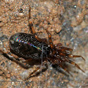 Ground Sac Spider