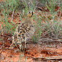 Black-faced Sandgrouse
