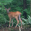 white=tailed deer