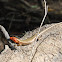 Broad-headed Skink