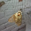 Moth