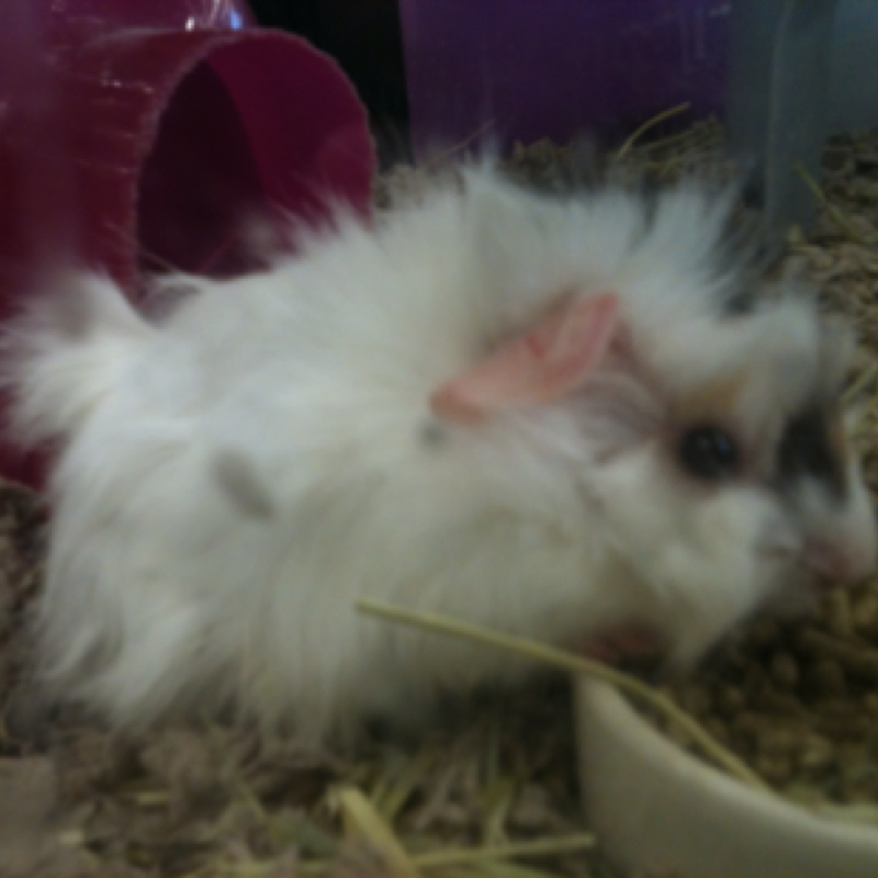 Guinea Pig