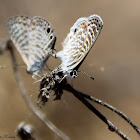 (Mating) Marine Blue