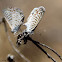 (Mating) Marine Blue
