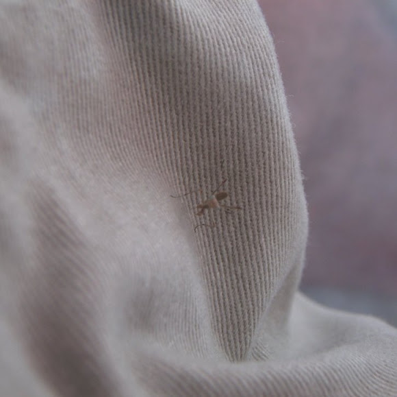 Spotting Image 1
