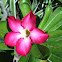 Desert-rose.