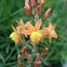 Stalked Bulbine, Orange Bulbine