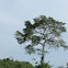 Arbol