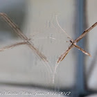 Plume Moth