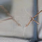 Plume Moth