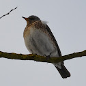 Song Thrush