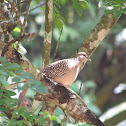 Spotted Dove