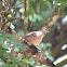Spotted Dove
