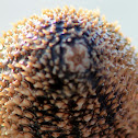 Sea Cucumber