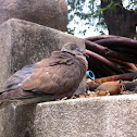 Collared Dove