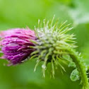 Welted thistle