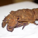 Slipper lobster