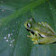 Glass Frog