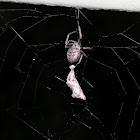 Walnut Orb-Weaver Spider