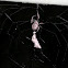 Walnut Orb-Weaver Spider