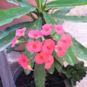Crown of thorns
